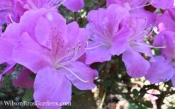 Autumn Lilac Encore Azalea - 1 Gallon Pot -Garden Plant Store Encore Azalea Lilac 8