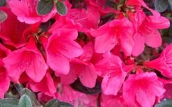 Autumn Ruby Encore Azalea - 1 Gallon Pot 8 Autumn Ruby Encore Azalea - 1 Gallon Pot -Garden Plant Store Encore Azalea Ruby