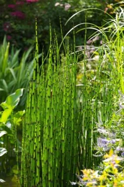 Horsetail Reed Grass - Equisetum Hyemale - 1 Gallon Pot -Garden Plant Store Equisetum Hymale 11