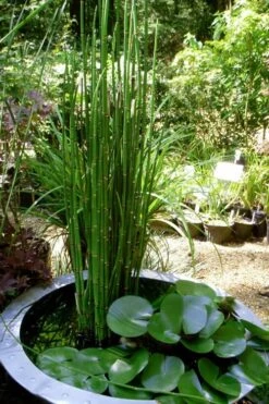 Horsetail Reed Grass - Equisetum Hyemale - 1 Gallon Pot -Garden Plant Store Equisetum Hymale 14