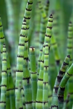 Horsetail Reed Grass - Equisetum Hyemale - 1 Gallon Pot -Garden Plant Store Equisetum Hymale 15