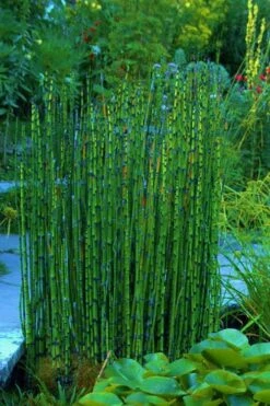 Horsetail Reed Grass - Equisetum Hyemale - 1 Gallon Pot -Garden Plant Store Equisetum Hymale 16