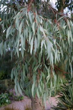 Angus Cold Hardy Eucalyptus Tree (Eucalyptus Nicholii) - 3 Gallon Pot -Garden Plant Store Eucalyptus Angus 15 2