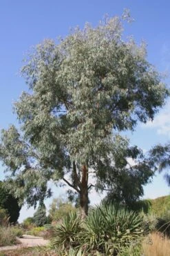 Angus Cold Hardy Eucalyptus Tree (Eucalyptus Nicholii) - 1 Gallon Pot -Garden Plant Store Eucalyptus Angus 16 1