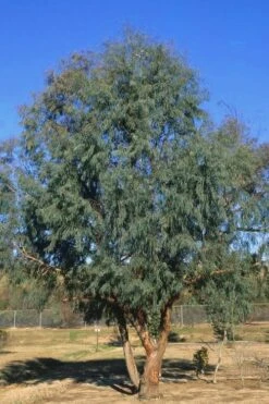 Angus Cold Hardy Eucalyptus Tree (Eucalyptus Nicholii) - 3 Gallon Pot -Garden Plant Store Eucalyptus Angus 17 2