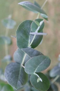 Big O Cold Hardy Eucalyptus Tree (Eucalyptus Neglecta) - 5 Gallon Pot (5-6') -Garden Plant Store Eucalyptus Big O 3 500x750 2