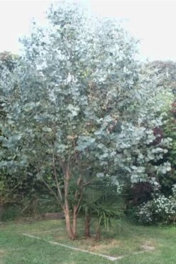 Big O Cold Hardy Eucalyptus Tree (Eucalyptus Neglecta) - 5 Gallon Pot (4-5') -Garden Plant Store Eucalyptus Big O 5 500x750 4