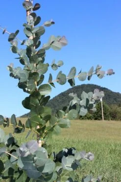 Big O Cold Hardy Eucalyptus Tree (Eucalyptus Neglecta) - 3 Quart Pot -Garden Plant Store Eucalyptus Big O Cold 2 500x750 1