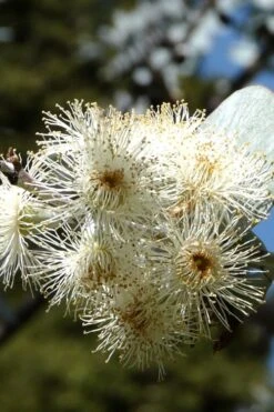 Bluey Cold Hardy Eucalyptus Tree (Eucalyptus Pulverulenta) - 6 Pack Of 1 Gallon Pots -Garden Plant Store Eucalyptus Bluey 6 5