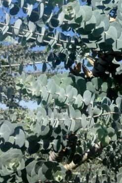 Bluey Cold Hardy Eucalyptus Tree (Eucalyptus Pulverulenta) - 1 Gallon Pot -Garden Plant Store Eucalyptus Bluey 8 1
