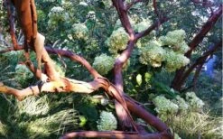 Funky Monkey Cold Hardy Eucalyptus Tree (Eucalyptus Parvula) - 3 Gallon Pot -Garden Plant Store Eucalyptus Funky Monkey Branches