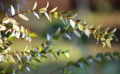 Funky Monkey Cold Hardy Eucalyptus Tree (Eucalyptus Parvula) - 3 Gallon Pot -Garden Plant Store Eucalyptus Funky Monkey Leaves