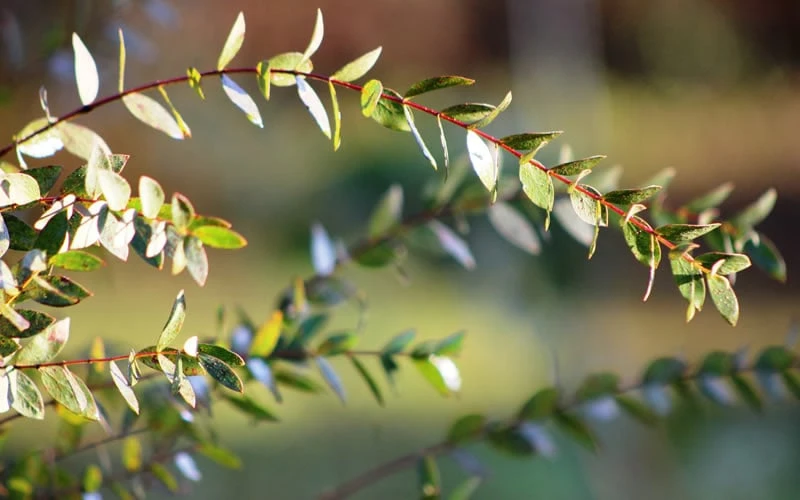 Funky Monkey Cold Hardy Eucalyptus Tree (Eucalyptus Parvula) - 1 Gallon Pot 6 Funky Monkey Cold Hardy Eucalyptus Tree (Eucalyptus Parvula) - 1 Gallon Pot - Image 6