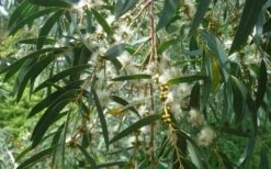 Funky Monkey Cold Hardy Eucalyptus Tree (Eucalyptus Parvula) - 1 Gallon Pot 10 Funky Monkey Cold Hardy Eucalyptus Tree (Eucalyptus Parvula) - 1 Gallon Pot -Garden Plant Store Eucalyptus Funky Monkey Leaves Mature 4