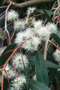 Jersey Girl Cold Hardy Eucalyptus Tree (Eucalyptus Macarthurii) - Quart Pot -Garden Plant Store Eucalyptus Jersey Girl 1 1