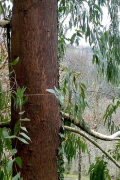 Jersey Girl Cold Hardy Eucalyptus Tree (Eucalyptus Macarthurii) - 1 Gallon Pot -Garden Plant Store Eucalyptus Jersey Girl 2