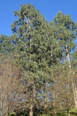 Jersey Girl Cold Hardy Eucalyptus Tree (Eucalyptus Macarthurii) - Quart Pot -Garden Plant Store Eucalyptus Jersey Girl 3 1