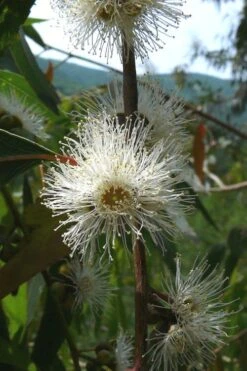 Jersey Girl Cold Hardy Eucalyptus Tree (Eucalyptus Macarthurii) - 1 Gallon Pot -Garden Plant Store Eucalyptus Jersey Girl 4