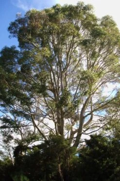 Jersey Girl Cold Hardy Eucalyptus Tree (Eucalyptus Macarthurii) - 1 Gallon Pot -Garden Plant Store Eucalyptus Jersey Girl 6