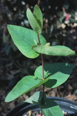 Jersey Girl Cold Hardy Eucalyptus Tree (Eucalyptus Macarthurii) - 1 Gallon Pot -Garden Plant Store Eucalyptus Jersey Girl 7