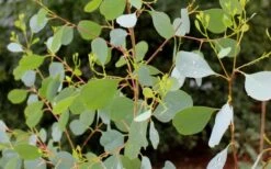 Lucky Country Cold Hardy Eucalyptus Tree (Eucalyptus Camphora) - 1 Gallon Pot -Garden Plant Store Eucalyptus Lucky Country 1