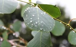 Lucky Country Cold Hardy Eucalyptus Tree (Eucalyptus Camphora) - 3 Gallon Pot -Garden Plant Store Eucalyptus Lucky Country 2 2