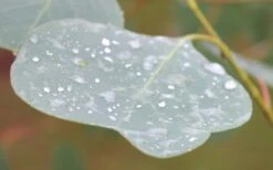 Lucky Country Cold Hardy Eucalyptus Tree (Eucalyptus Camphora) - 1 Gallon Pot -Garden Plant Store Eucalyptus Lucky Country 3