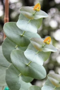 Luna Cold Hardy Eucalyptus Tree (Eucalyptus Perriniana) - 1 Gallon Pot -Garden Plant Store Eucalyptus Luna 1