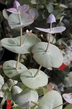 Luna Cold Hardy Eucalyptus Tree (Eucalyptus Perriniana) - 2 Gallon Pot -Garden Plant Store Eucalyptus Luna 13 2