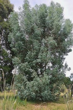 Luna Cold Hardy Eucalyptus Tree (Eucalyptus Perriniana) - 1 Gallon Pot -Garden Plant Store Eucalyptus Luna 5