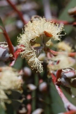 Luna Cold Hardy Eucalyptus Tree (Eucalyptus Perriniana) - 2 Gallon Pot -Garden Plant Store Eucalyptus Luna 6 2