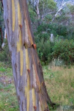 Sheila Cold Hardy Eucalyptus Tree (Eucalyptus Stellulata) - 3 Gallon Pot -Garden Plant Store Eucalyptus Sheila 10