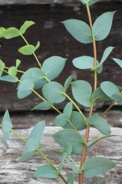 Sheila Cold Hardy Eucalyptus Tree (Eucalyptus Stellulata) - 3 Gallon Pot -Garden Plant Store Eucalyptus Sheila 2