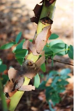 Sheila Cold Hardy Eucalyptus Tree (Eucalyptus Stellulata) - 3 Gallon Pot -Garden Plant Store Eucalyptus Sheila 9