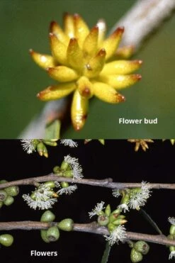 Skinny Minny Hardy Eucalyptus Tree (Eucalyptus Moorei) - Quart Pot 6 Skinny Minny Hardy Eucalyptus Tree (Eucalyptus Moorei) - Quart Pot -Garden Plant Store Eucalyptus Skinny Minny 1