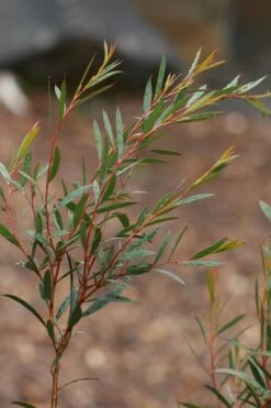 Skinny Minny Hardy Eucalyptus Tree (Eucalyptus Moorei) - Quart Pot 7 Skinny Minny Hardy Eucalyptus Tree (Eucalyptus Moorei) - Quart Pot -Garden Plant Store Eucalyptus Skinny Minny 2