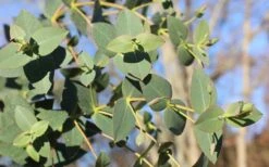 Cab Sav Cold Hardy Eucalyptus Tree (Eucalyptus Rubida) - 3 Gallon Pot -Garden Plant Store Eucalyptus Tree Cab Sav Rubida 3
