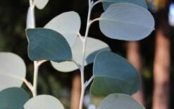 Mappa Tassie Cold Hardy Eucalyptus Tree (Eucalyptus Pauciflora) - Quart Pot -Garden Plant Store Eucalyptus Tree Mappa Tassie Pauciflora Snow Gum 1