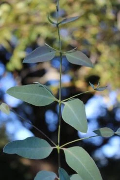 Grace Cold Hardy Eucalyptus Tree (Eucalyptus Elliptica) - 1 Gallon Pot 9 Grace Cold Hardy Eucalyptus Tree (Eucalyptus Elliptica) - 1 Gallon Pot -Garden Plant Store Eucalytptus Grace BS