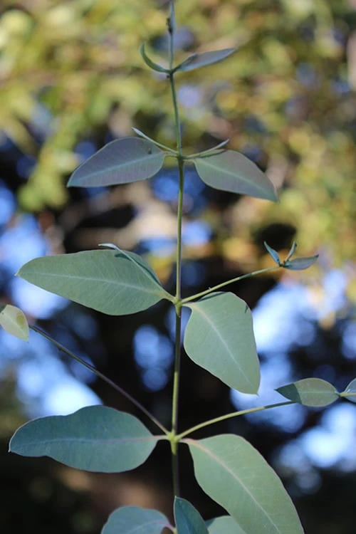 Grace Cold Hardy Eucalyptus Tree (Eucalyptus Elliptica) - 1 Gallon Pot 5 Grace Cold Hardy Eucalyptus Tree (Eucalyptus Elliptica) - 1 Gallon Pot - Image 5