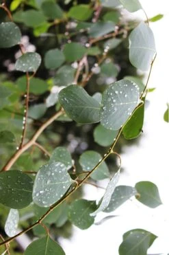 Lucky Country Cold Hardy Eucalyptus Tree (Eucalyptus Camphora) - Quart Pot -Garden Plant Store Eucalytptus Lucky Country BS 1