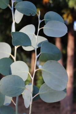 Mappa Tassie Cold Hardy Eucalyptus Tree (Eucalyptus Pauciflora) - 3 Gallon Pot -Garden Plant Store Eucalytptus Mappa Tassie BS 2