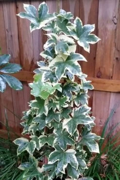 Angyo Star Fatshedera - 3 Gallon Pot -Garden Plant Store Fatshedera Angyo Star 3