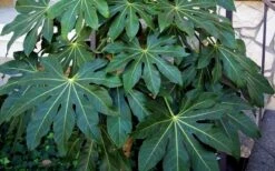 Fatsia Japonica (Japanese Aralia / Glossy Paper Plant) - 7 Gallon Pot (2-3') -Garden Plant Store Fatsia Japanese Aralia 1 1