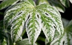 Spider's Web Fatsia - Japanese Aralia Paper Plant - 5 Gallon Pot 13 Spider's Web Fatsia - Japanese Aralia Paper Plant - 5 Gallon Pot -Garden Plant Store Fatsia Spider Web close Up 2