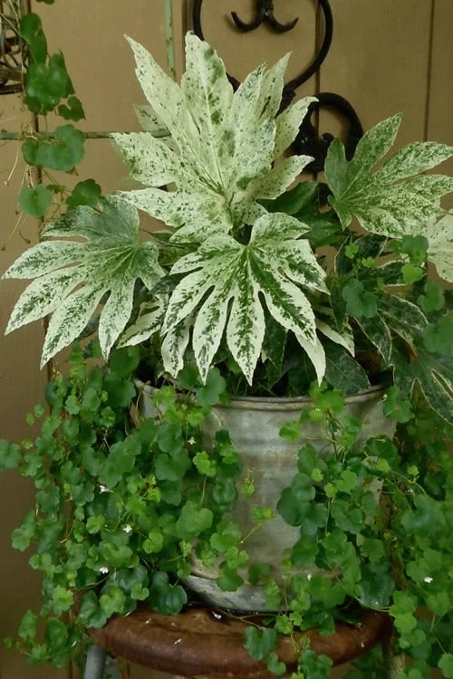 Spider's Web Fatsia - Japanese Aralia Paper Plant - 5 Gallon Pot 6 Spider's Web Fatsia - Japanese Aralia Paper Plant - 5 Gallon Pot - Image 6