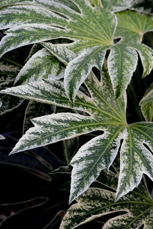 Spider's Web Fatsia - Japanese Aralia Paper Plant - 3 Gallon Pot 5 Spider's Web Fatsia - Japanese Aralia Paper Plant - 3 Gallon Pot - Image 5