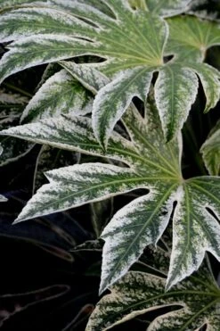 Spider's Web Fatsia - Japanese Aralia Paper Plant - 1 Gallon Pot -Garden Plant Store Fatsia Spiders Web 24 3
