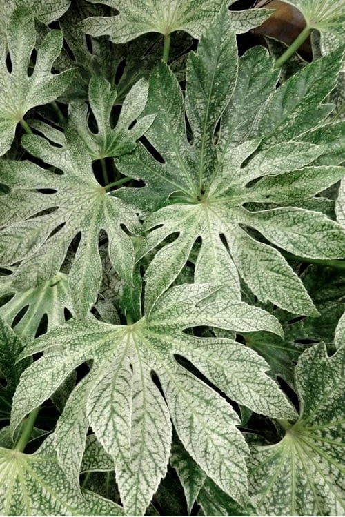 Spider's Web Fatsia - Japanese Aralia Paper Plant - 3 Gallon Pot 4 Spider's Web Fatsia - Japanese Aralia Paper Plant - 3 Gallon Pot - Image 4