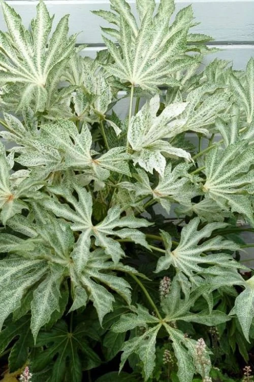 Spider's Web Fatsia - Japanese Aralia Paper Plant - 5 Gallon Pot 1 Spider's Web Fatsia - Japanese Aralia Paper Plant - 5 Gallon Pot